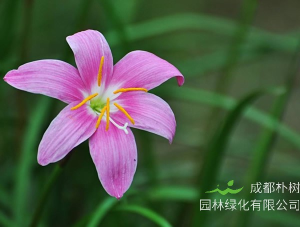 韭兰花为什么不开花？