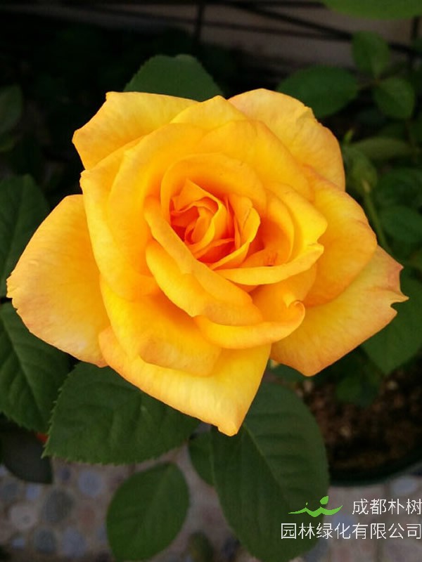 金奖章月季的优缺点有哪些？