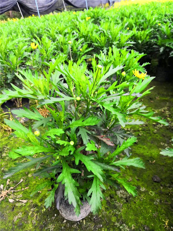 玛格丽特花如何修剪？如何浇水？