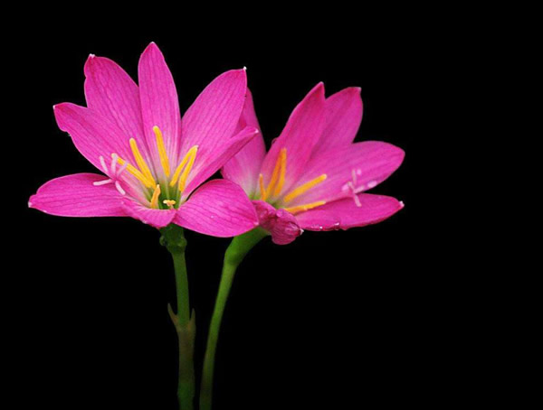 韭兰花的寓意是什么？花语是什么？