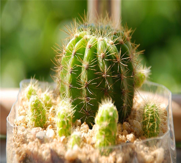 仙人球怎么样？怎么给仙人球浇水？如何养好仙人球？