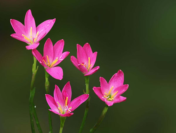 韭兰花怎么养最好看？