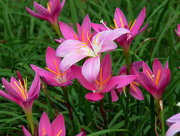 韭兰花期多长时间？开花是在几月？