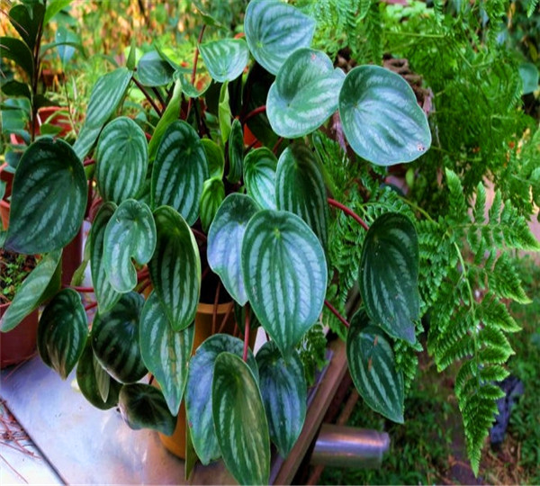 西瓜皮椒草怎么养？西瓜皮椒草有什么用？