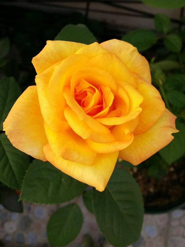 金奖章月季的优缺点有哪些？