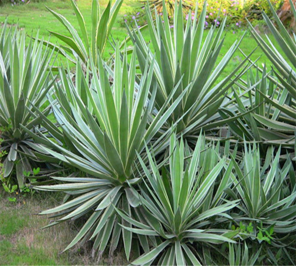 金边龙舌兰有哪些品种？金边龙舌兰如何浇水？