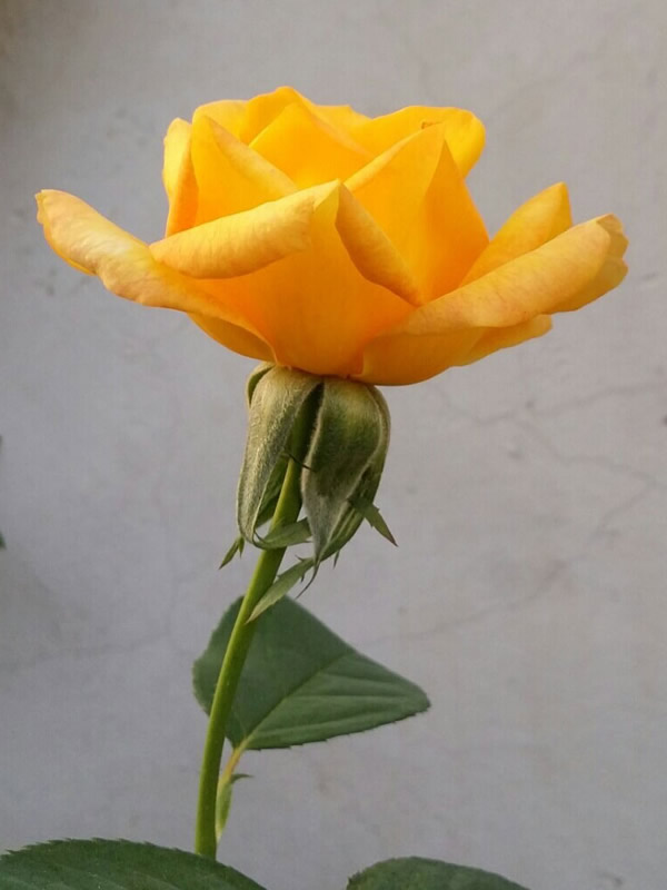 金奖章月季是灌木植物吗？