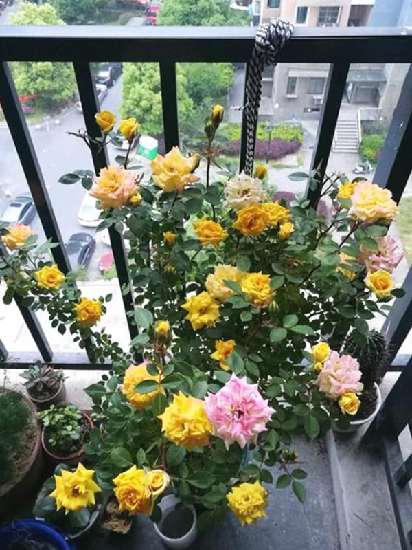 藤彩虹月季的优缺点有哪些？