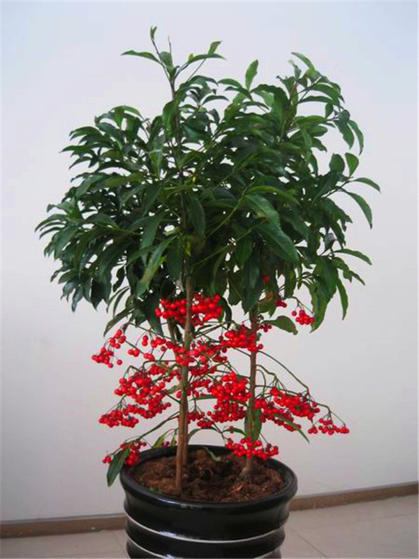 紫金牛如何栽培？如何养护？