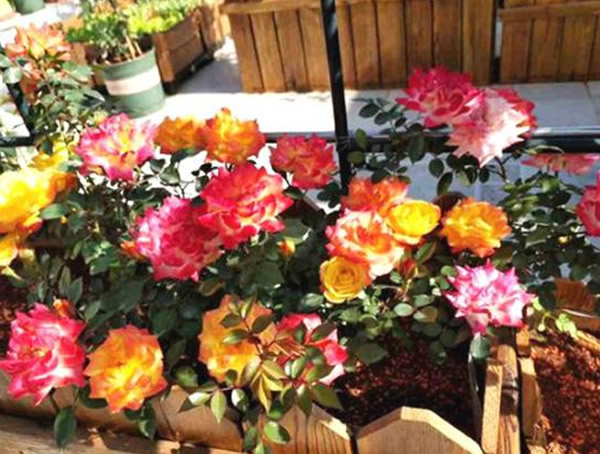 藤彩虹月季是藤本还是灌木植物？