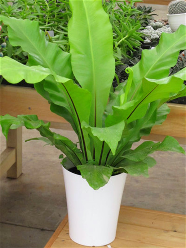 鸟巢蕨如何浇水？鸟巢蕨如何养？