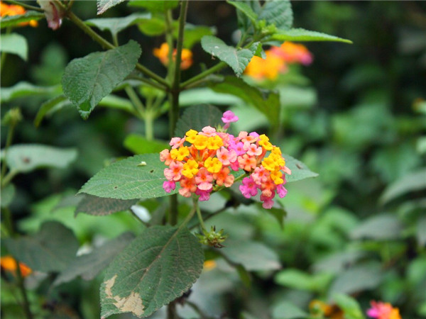 五色梅什么时候开花？五色梅如何种植？