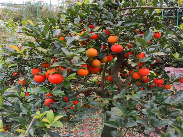 金弹子是什么树？金弹子如何施肥、嫁接？