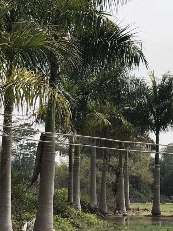 王棕树为什么叫王棕？