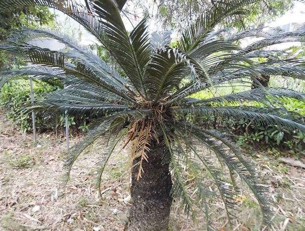 王棕树特点有哪些？