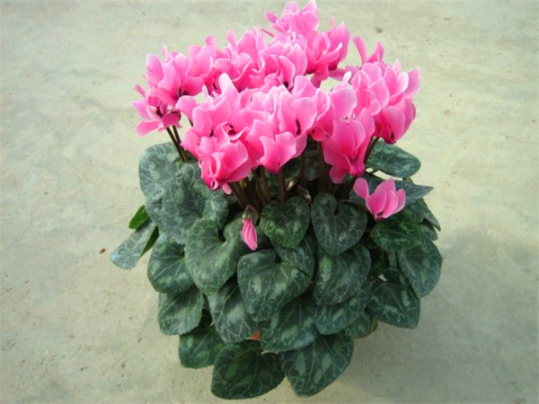 仙客来怎么施肥、浇水？