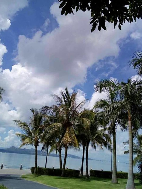 王棕树有什么用？