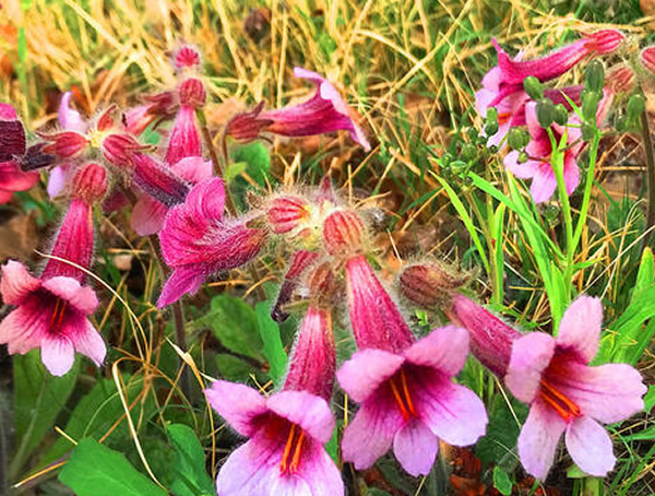 地黄花的功效与作用有哪些？