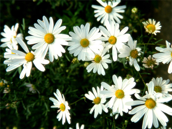 雏菊如何种植、养殖、修剪？