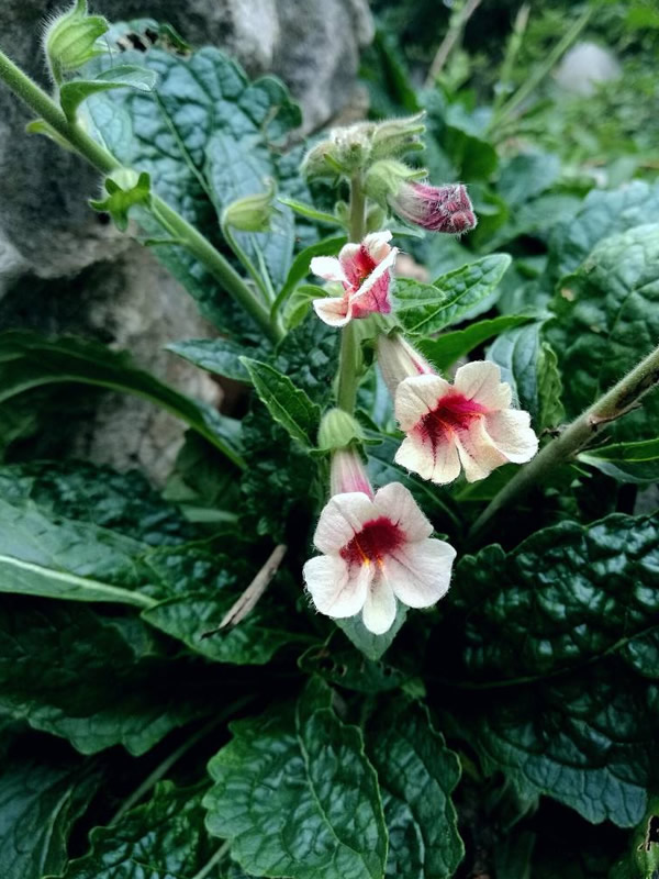地黄花几月开花？花期是什么时候？