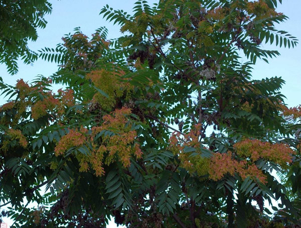 天堂树是什么树？