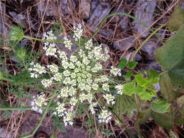 如何种植满天星？