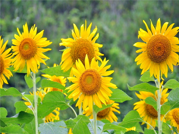 向日葵什么时候开花？向日葵代表什么？