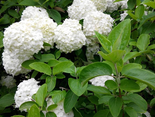 绣球荚蒾的花语是什么？有哪些寓意和象征意义？