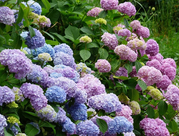 绣球荚蒾扦插方法是怎样的？