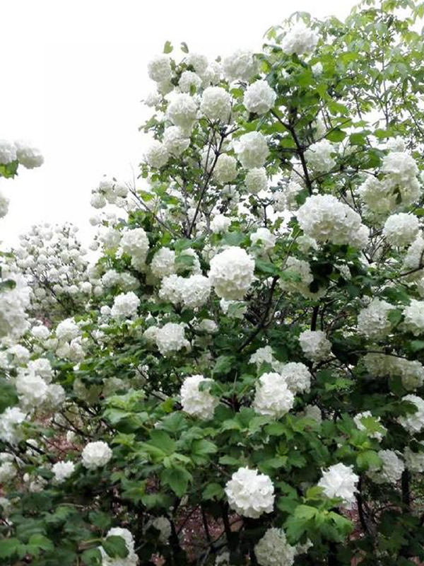 绣球荚蒾为什么枯枝了？