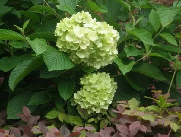 绣球荚蒾如何修剪最好看？