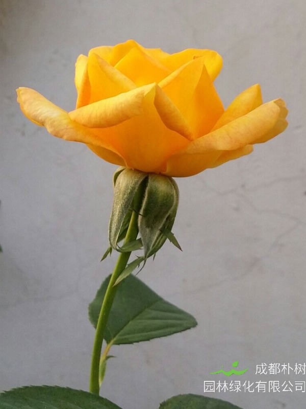 金奖章月季是灌木植物吗？