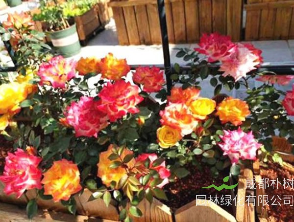 藤彩虹月季是藤本还是灌木植物？