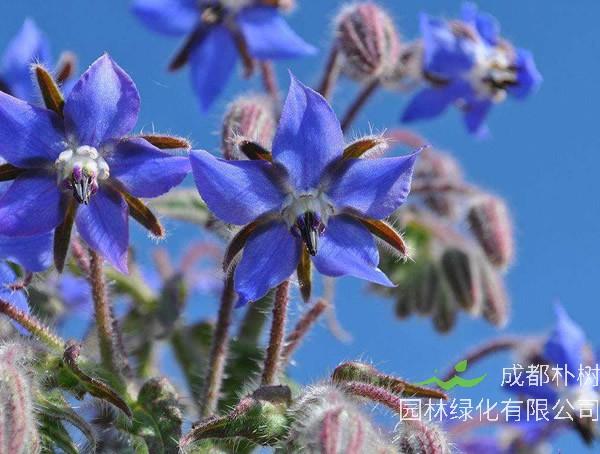 琉璃苣的功效与作用有哪些？