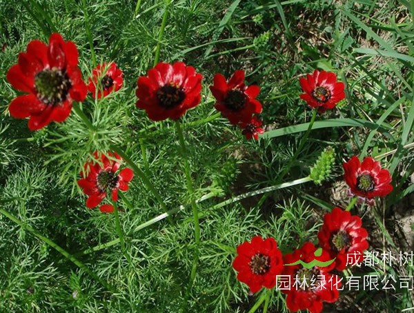 长势很好的福寿花为什么不开花？