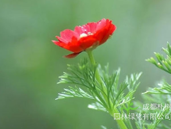 福寿花叶子发黄了是什么原因？