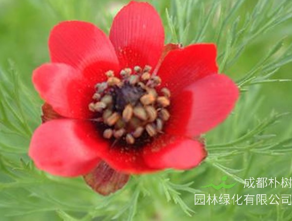 福寿花花语是什么意思？有哪些寓意和象征意义？