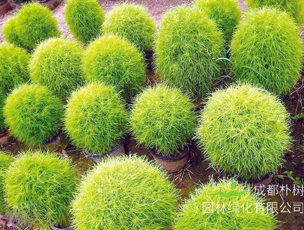 扫帚草的功效与作用有哪些？