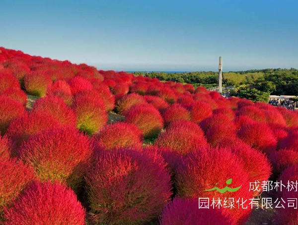 扫帚草秋天会变色吗？