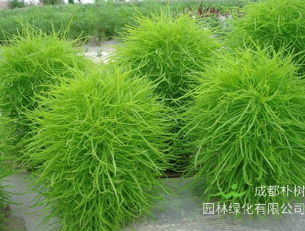 扫帚草是风滚草吗?