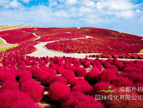 扫帚草可以吃吗？