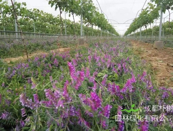 毛苕子种植时间是什么时候？