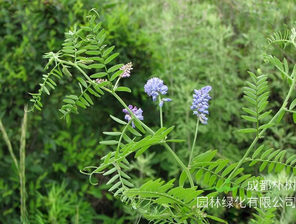 毛苕子的用途有哪些？功效与作用是什么？