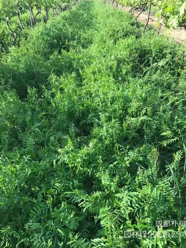 毛苕子的特点有哪些？