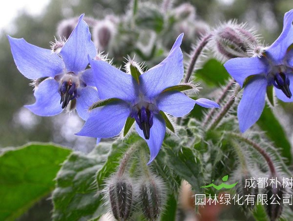 琉璃苣的花语是什么？有哪些寓意和象征意义？