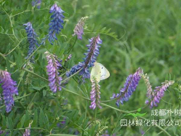 毛苕子种植方法有哪些？