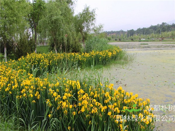 黄菖蒲和鸢尾什么区别？