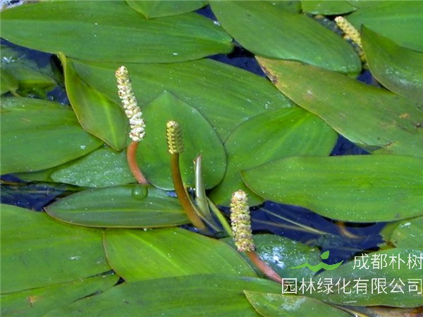 眼子菜如何种植？