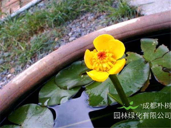 萍蓬草属于什么科？萍蓬草怎么养？