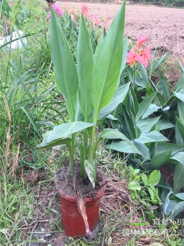 水生美人蕉如何养护？